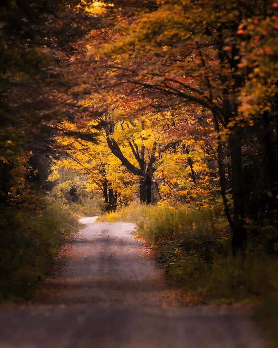 Autumn Forest Road