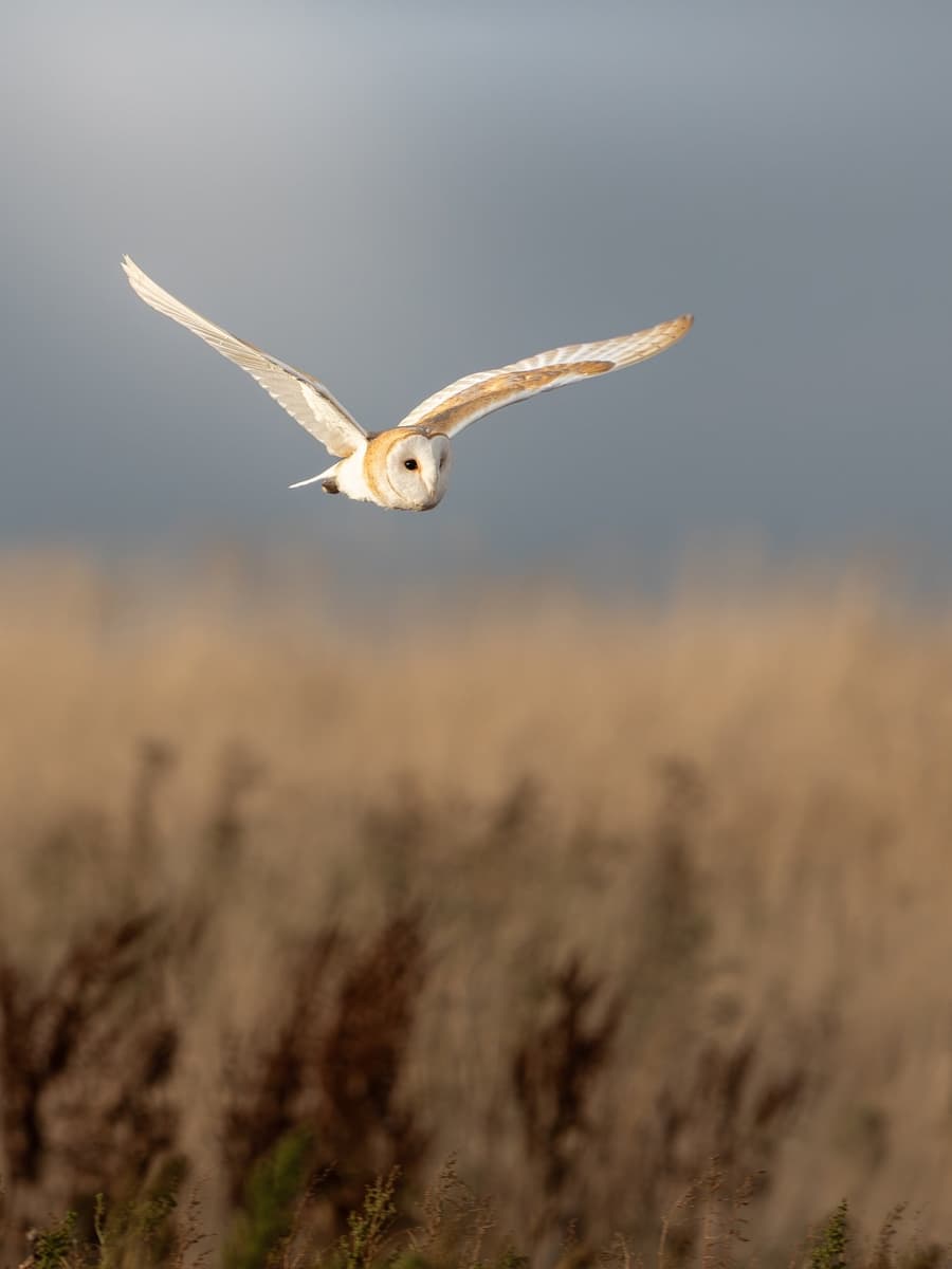 Barn Owl Flying