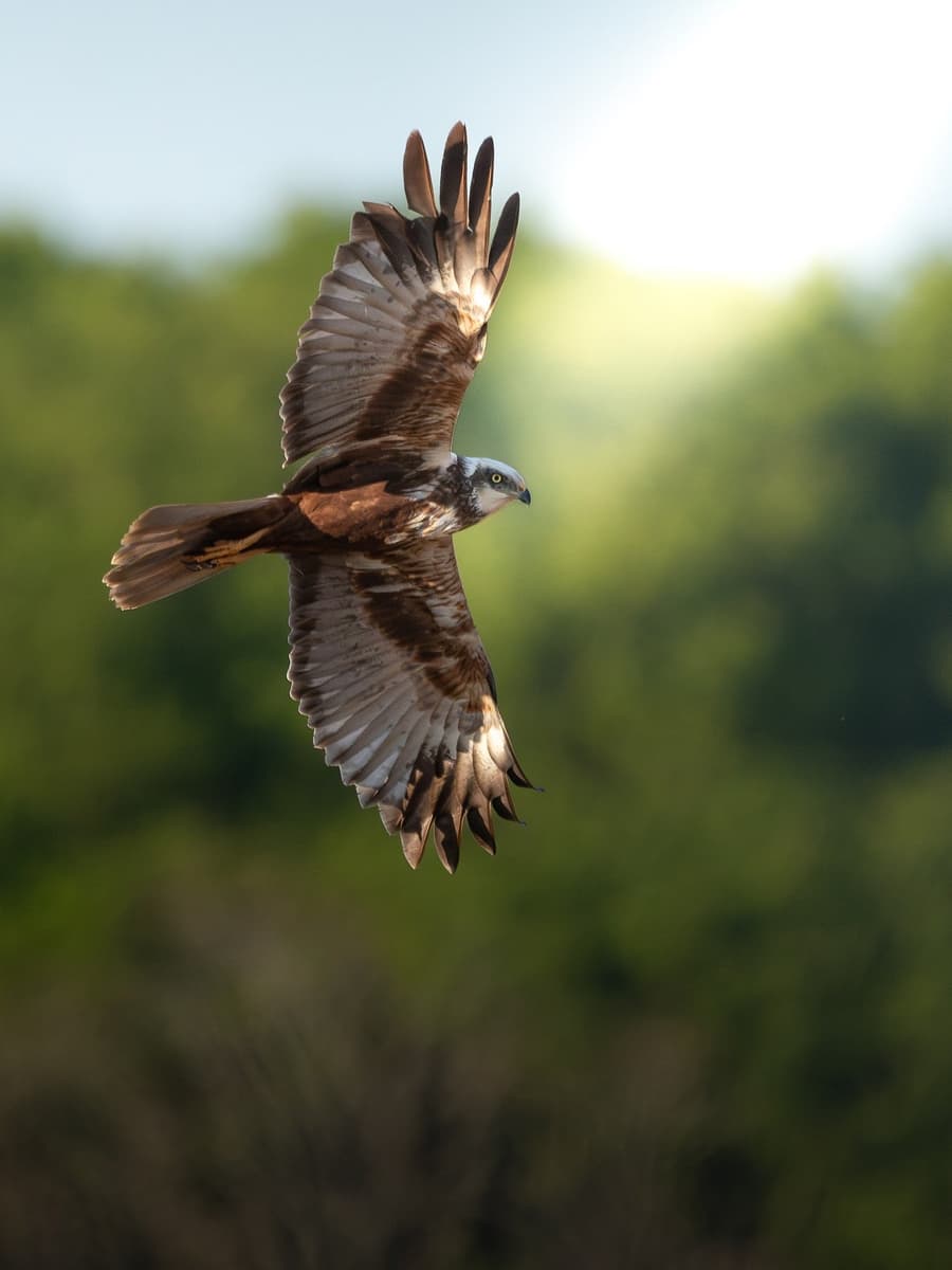 Marsh Harriers and Why Wetlands Matter