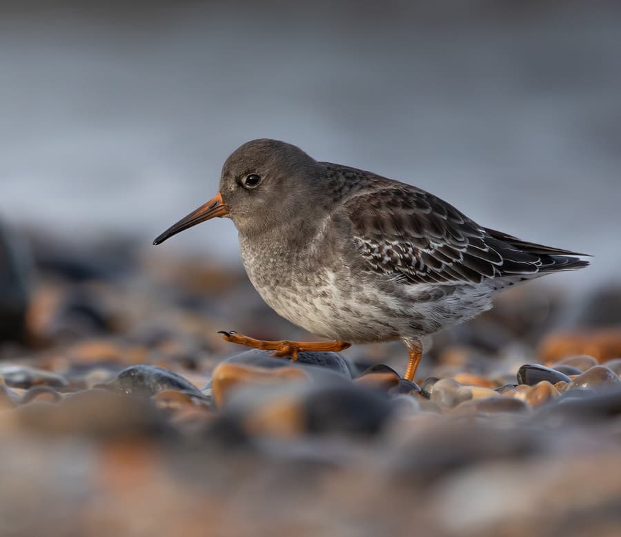 Waders on the Shoreline: Lapwings, Plovers, and the Rhythm of the Tide