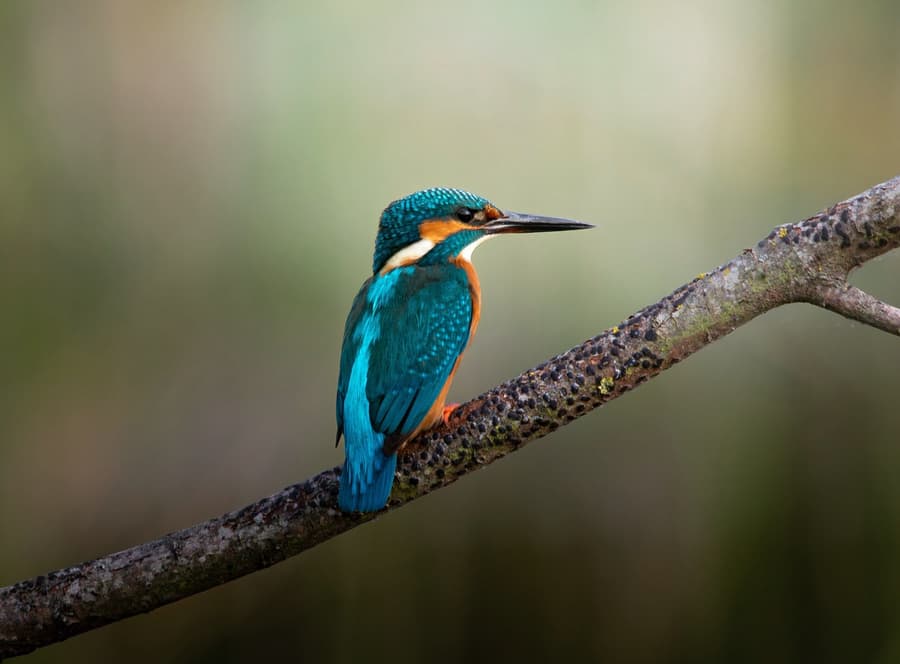 Why Some Birds Migrate and Others Don't