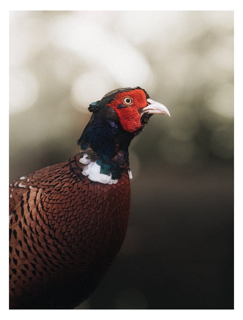Common Pheasant