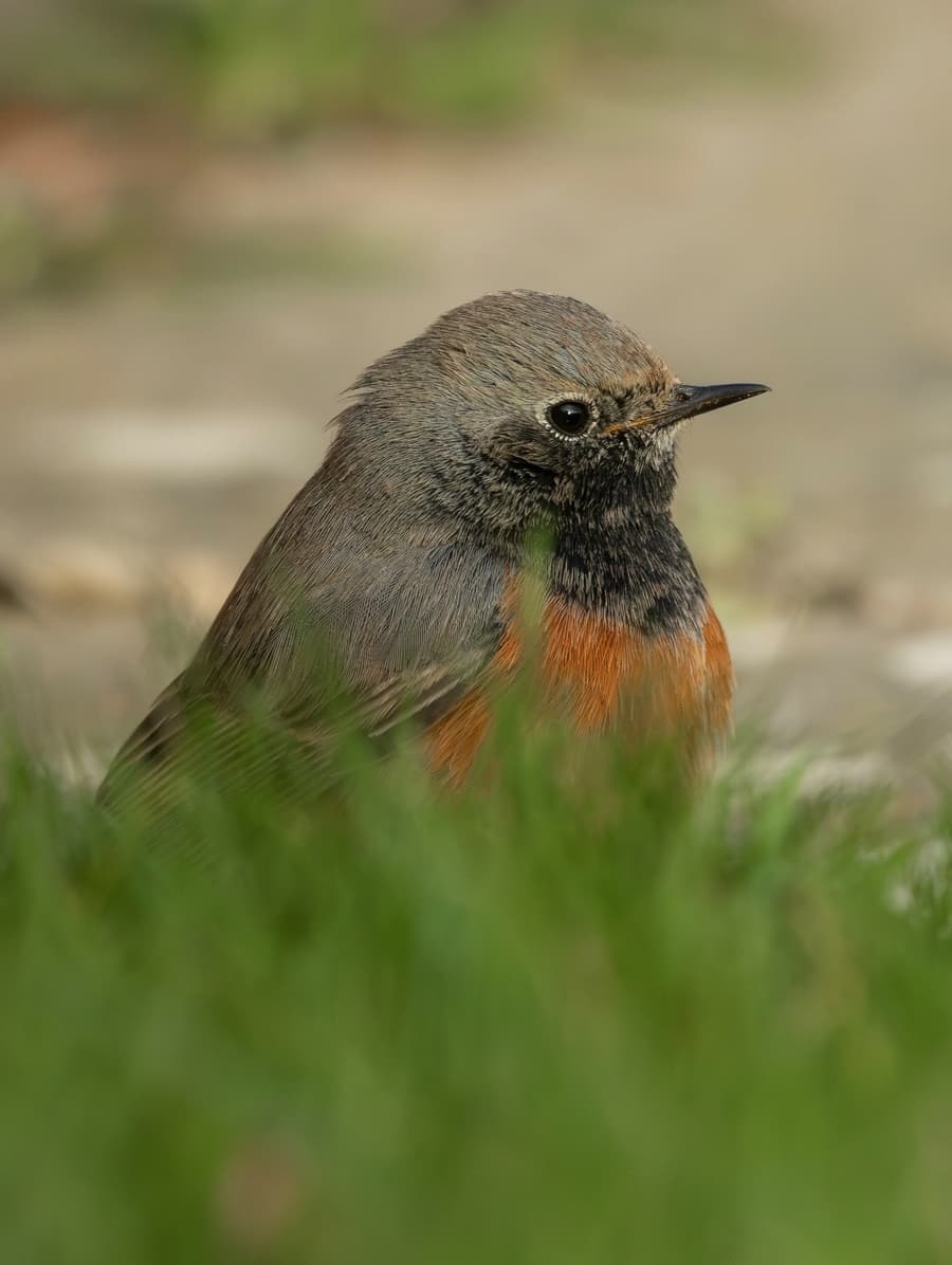 Camouflage and Concealment: How Prey Species Avoid Detection