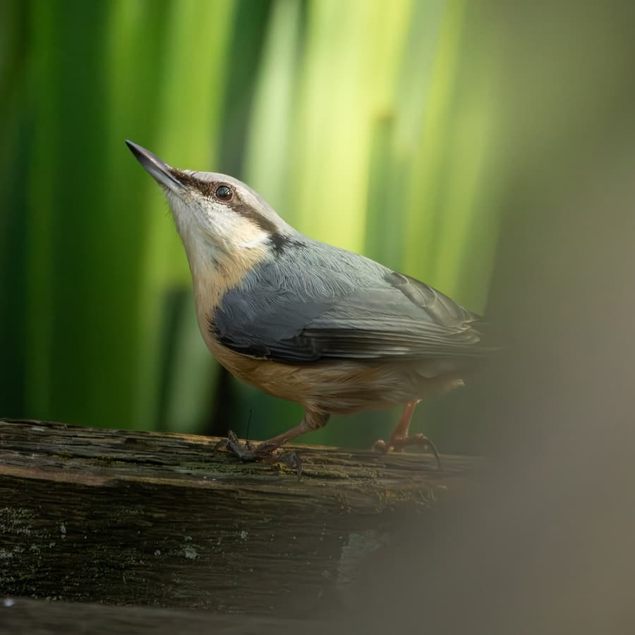Cute Eurasian Nuthatch Bird