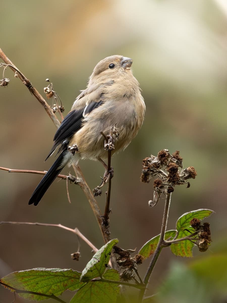 Social Flocks: Why Long-Tailed Tits Never Travel Alone