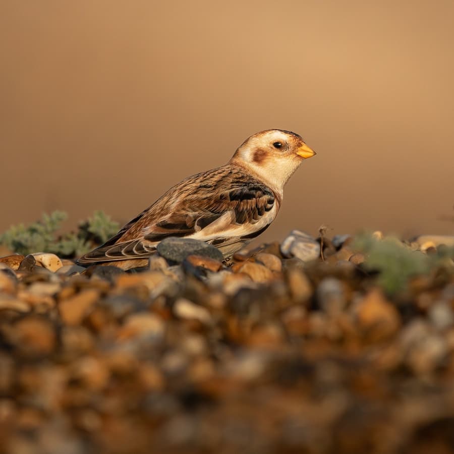 Cute Snow Bunting Bird
