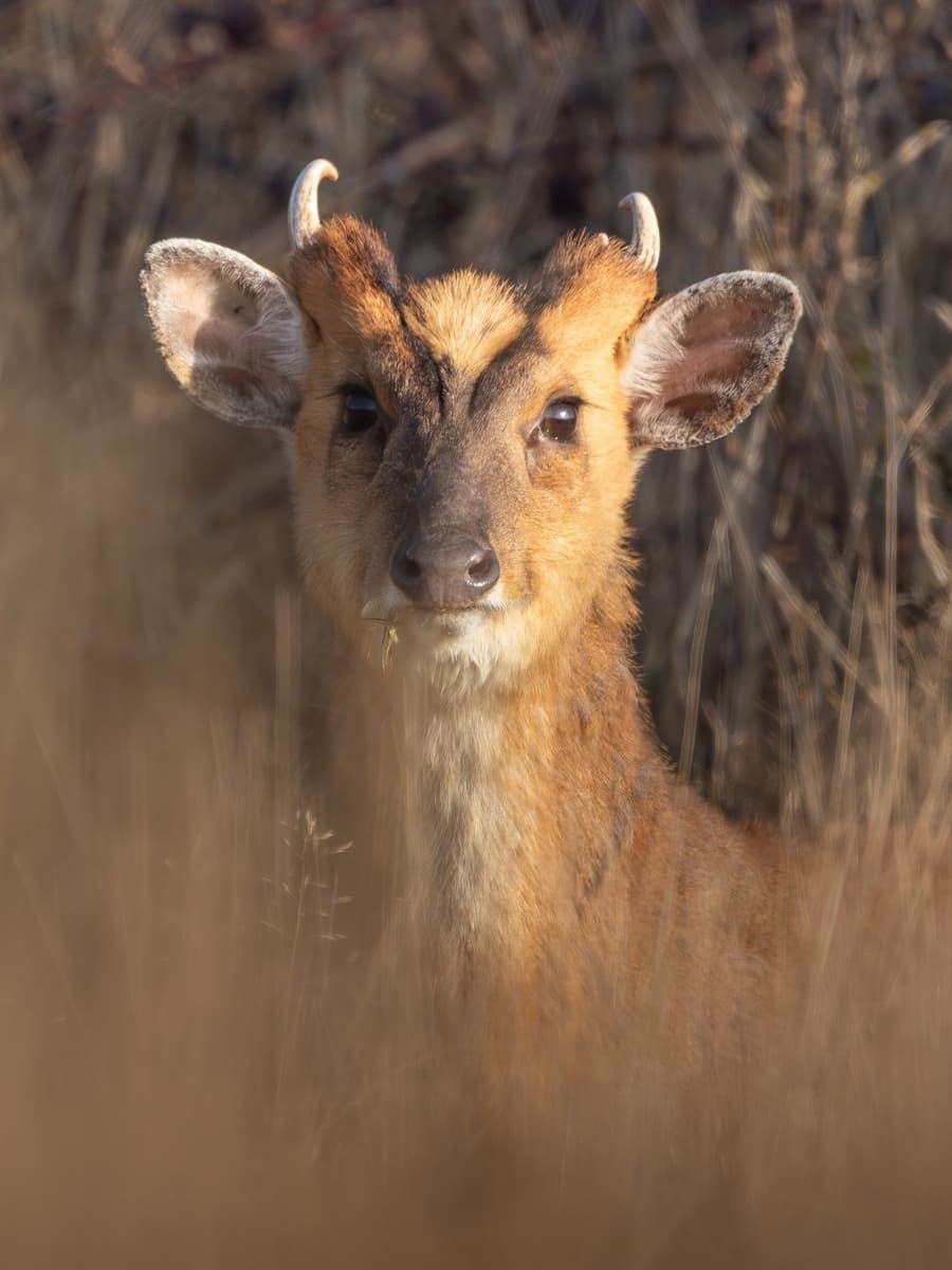 Dawn and Dusk: Photographing Deer and Rabbits When They're Actually Out