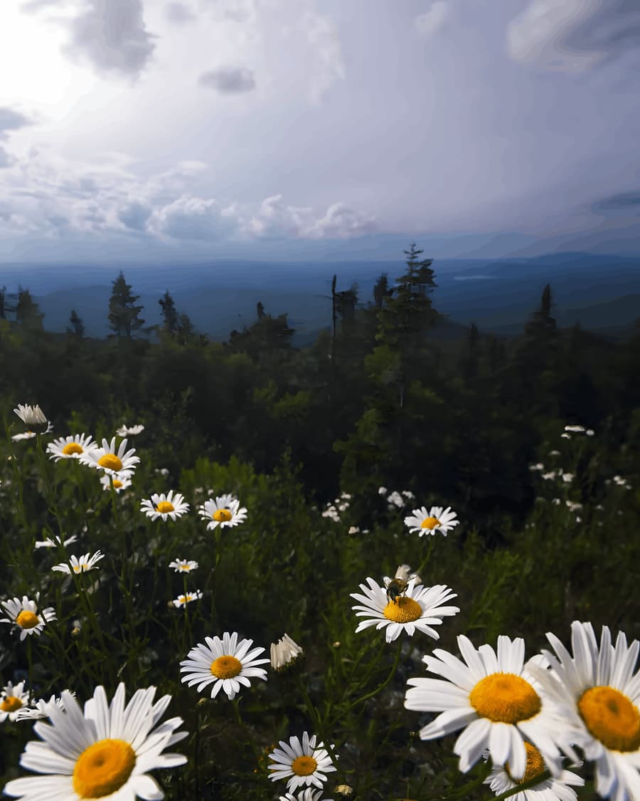 Daisies Above the Valley
