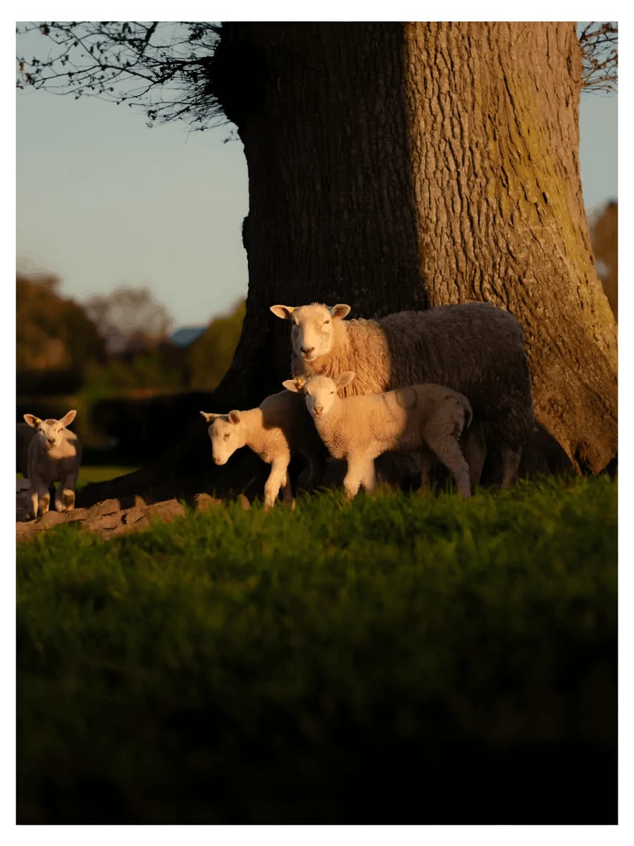 Ewe and Lambs