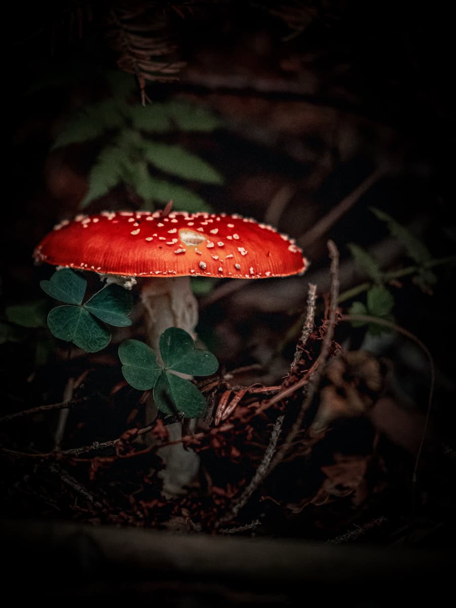 Fly Agaric Among Clover