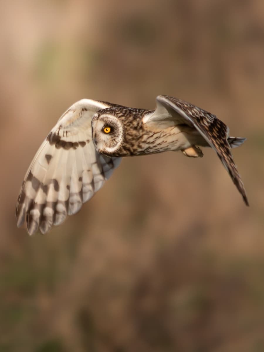 Flying Owl