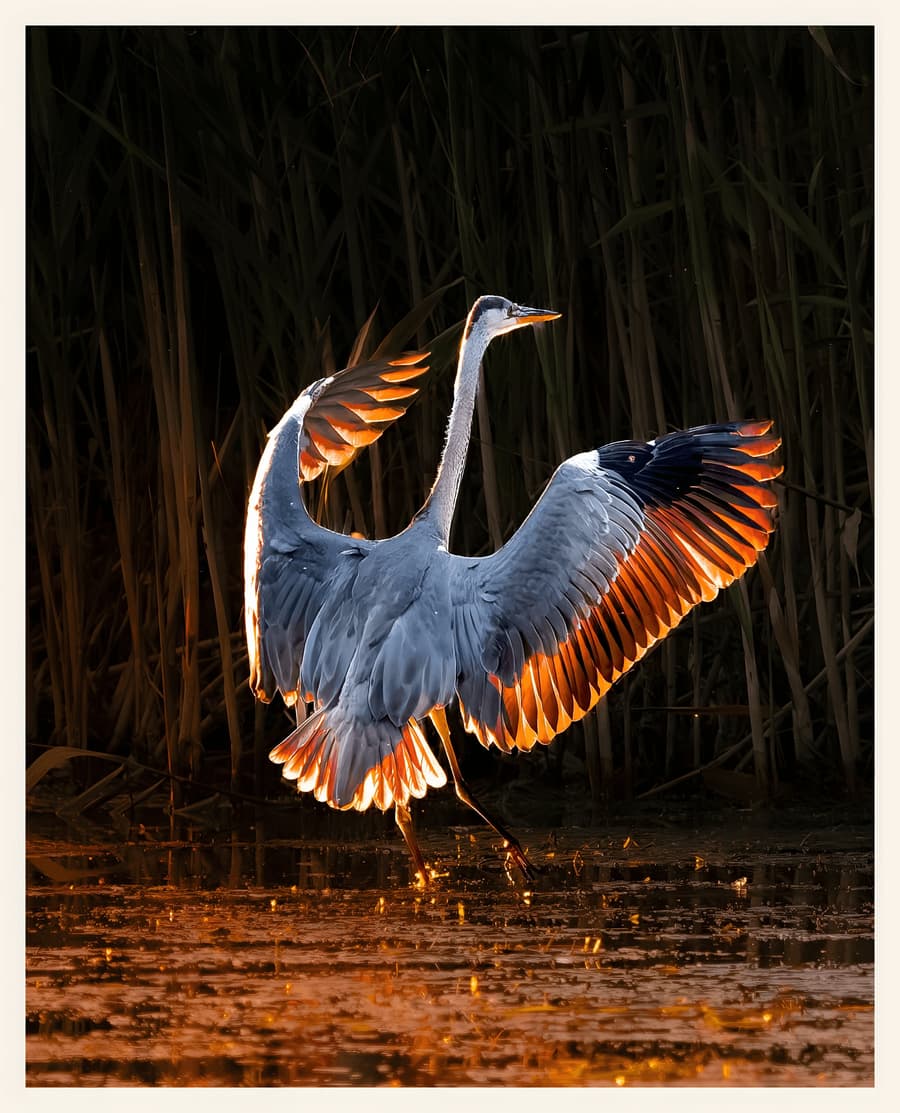 Grey Heron at Golden Hour