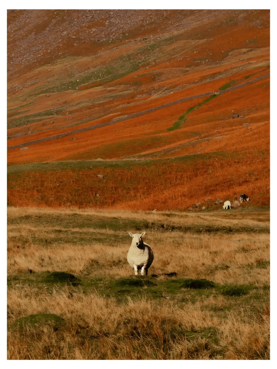 Highland Sheep