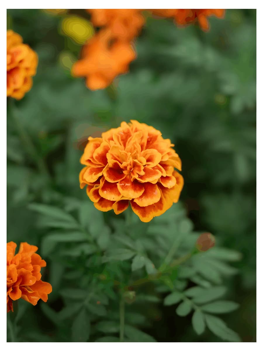 Marigold