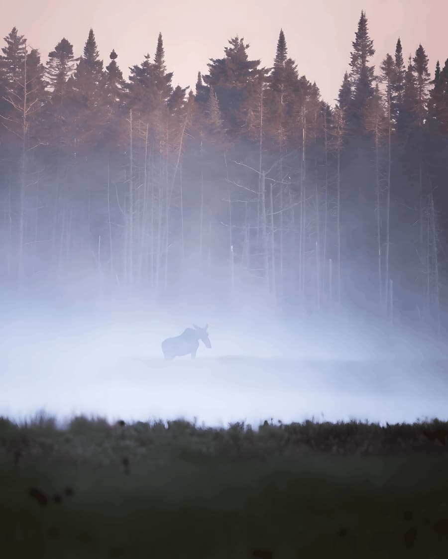 Moose in the Morning Mist