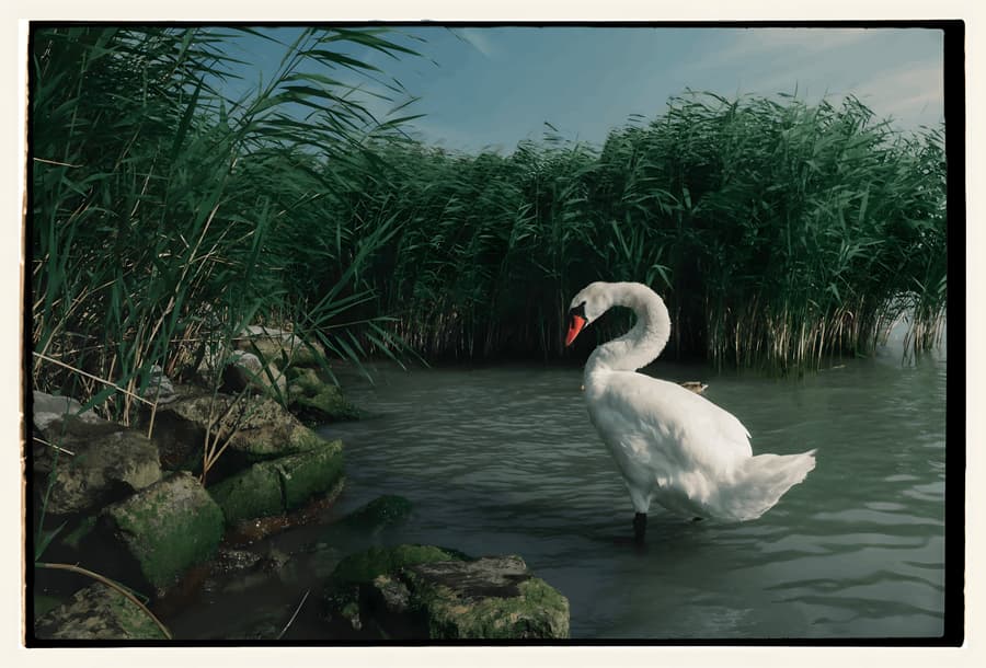 Swan Among the Reeds