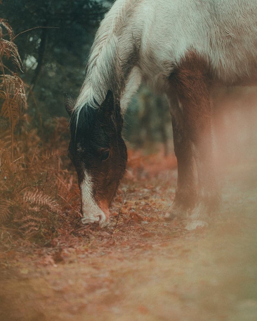 New Forest Pony