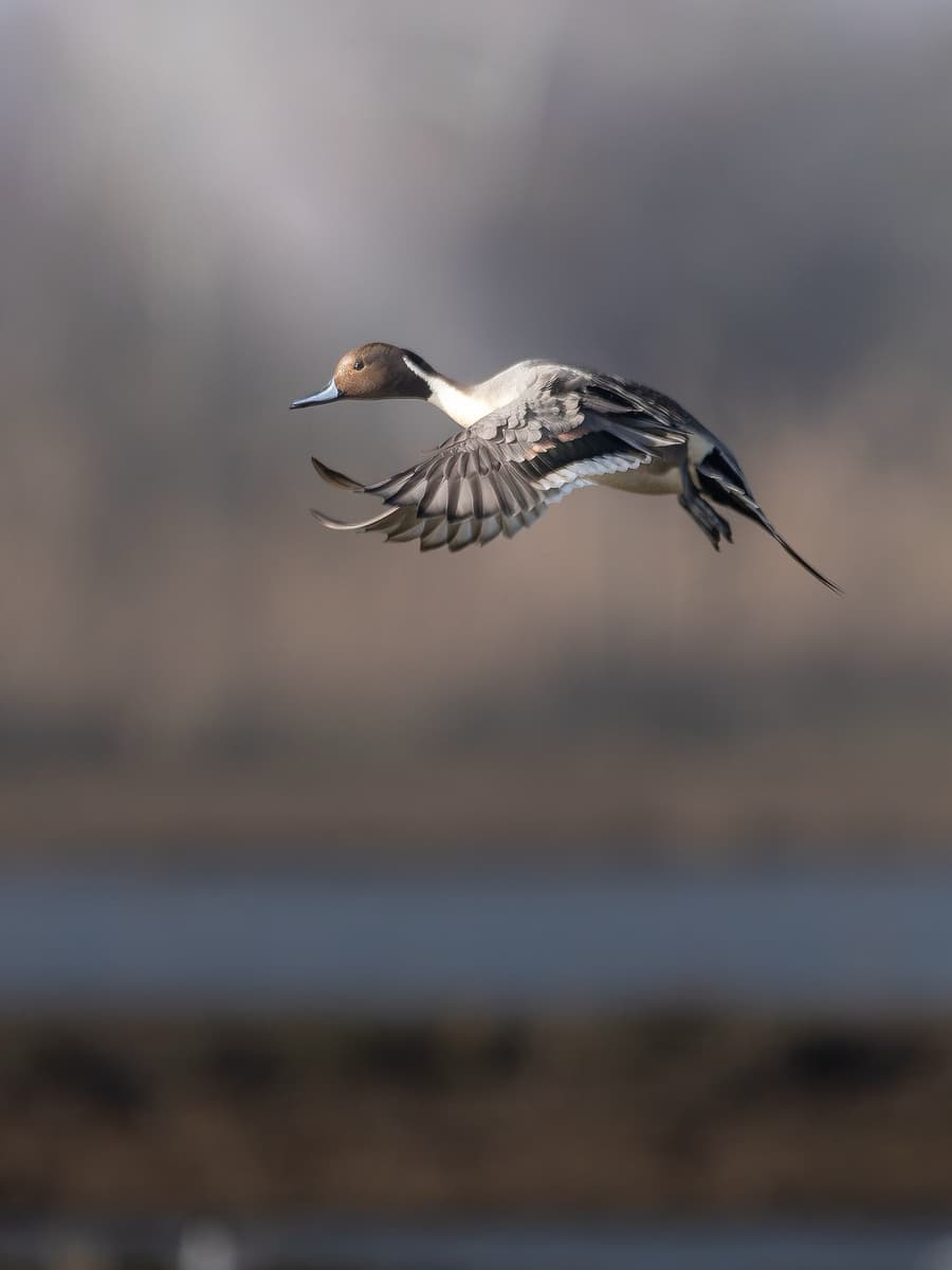 The Duck Eclipse: Why Male Ducks Look Different in Late Summer
