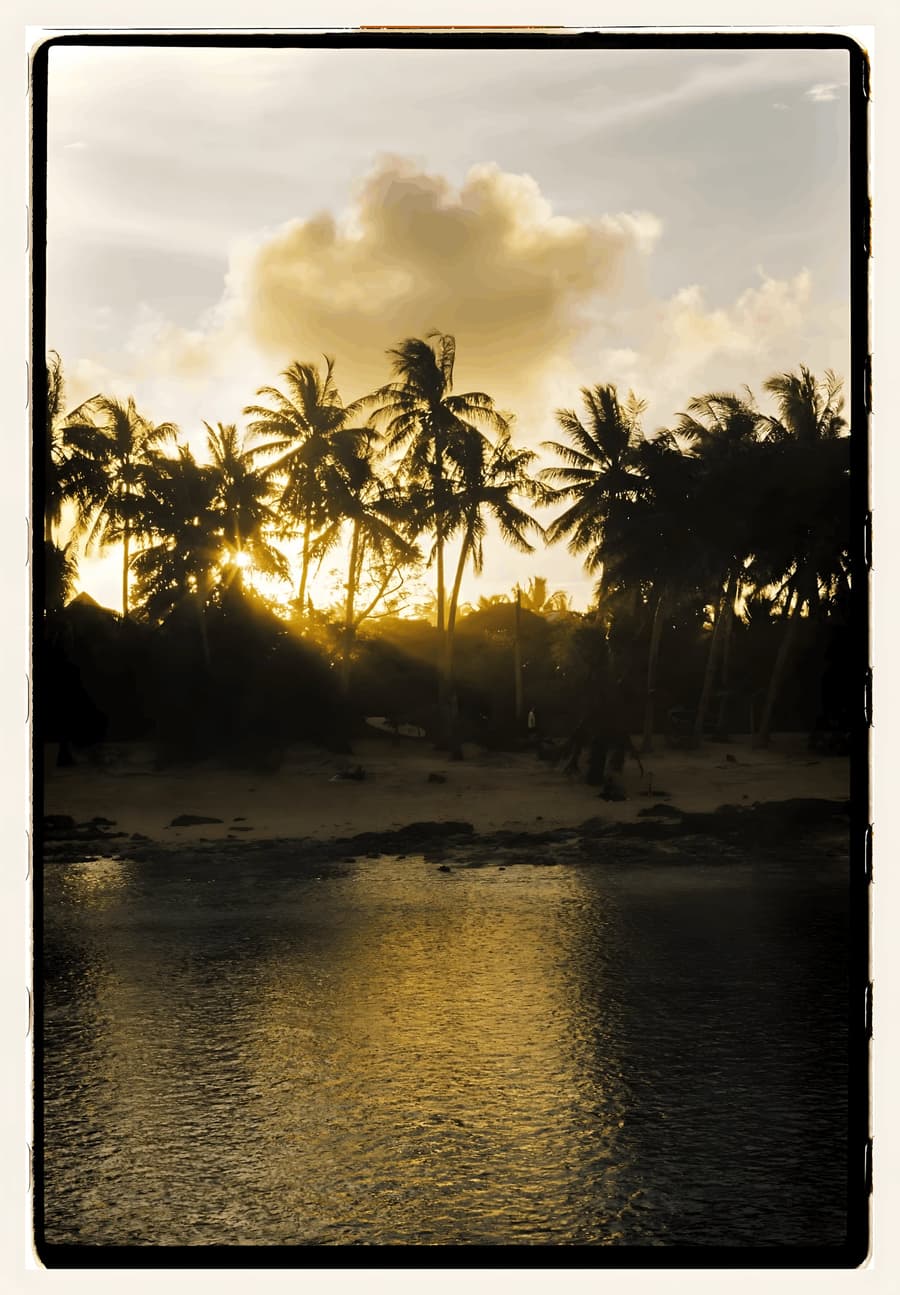Palms at Sunset