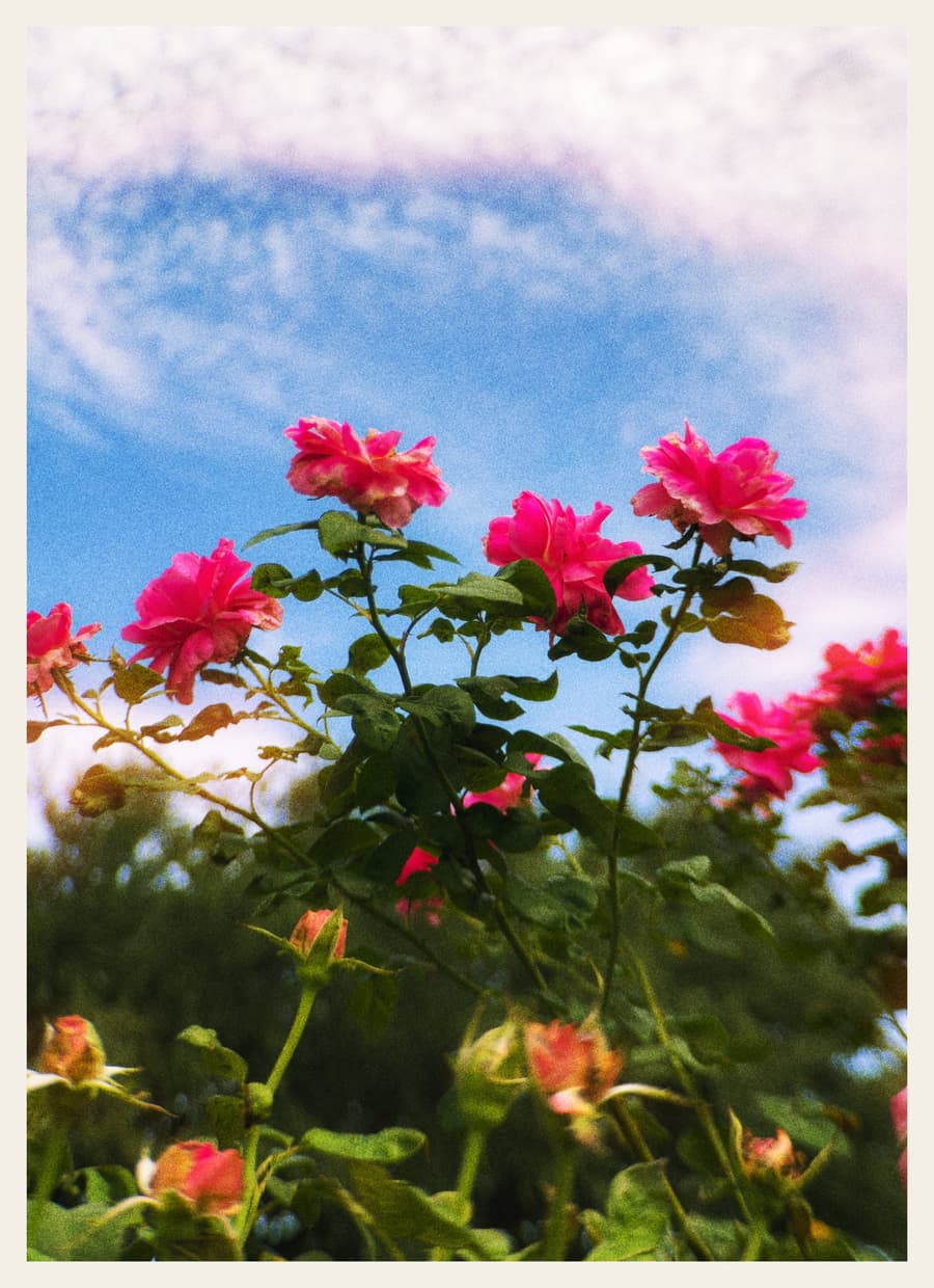 Roses Against the Sky