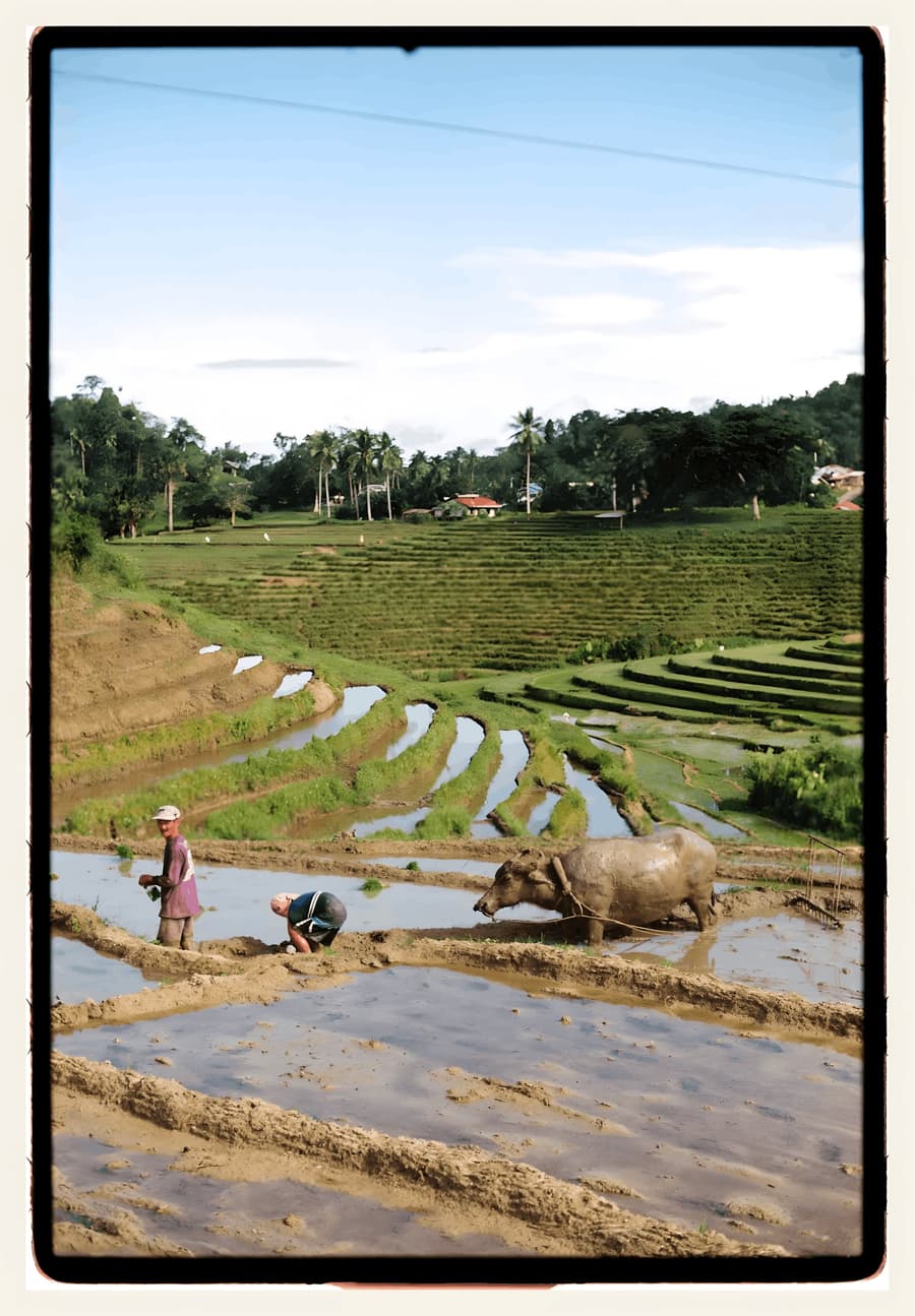 Plowing the Rice Terraces