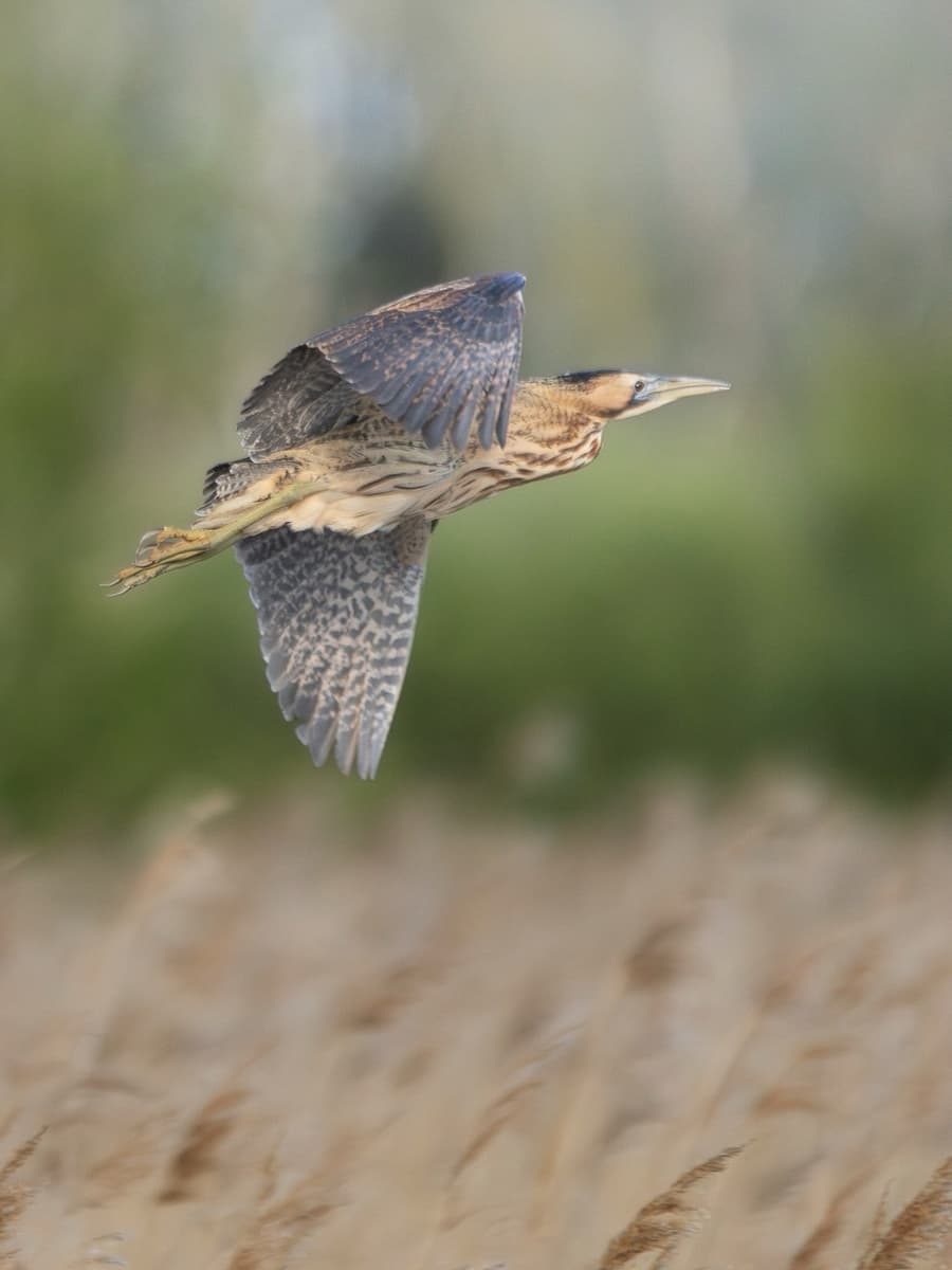 The Ethics of Wildlife Photography: Not Disturbing What You're Shooting