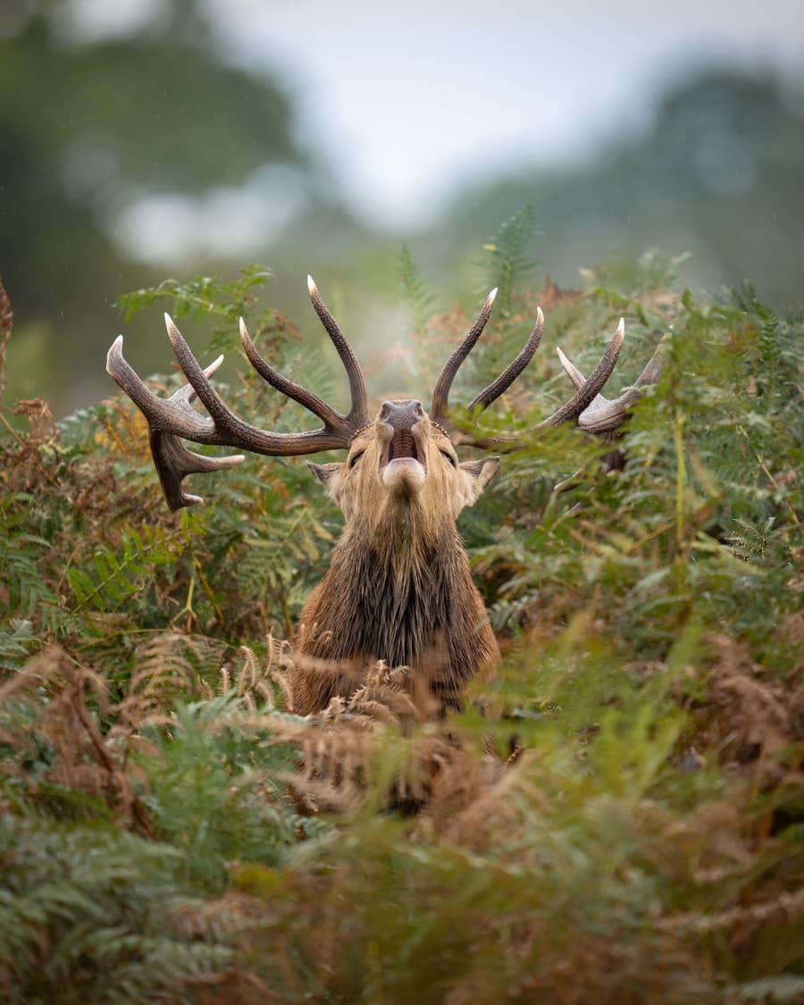 Red Deer Stag Bellowing