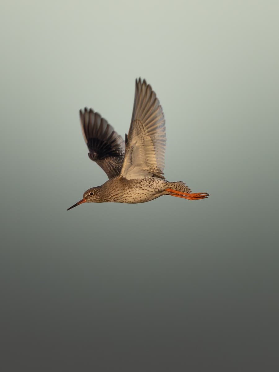 Redshank Bird in Flight