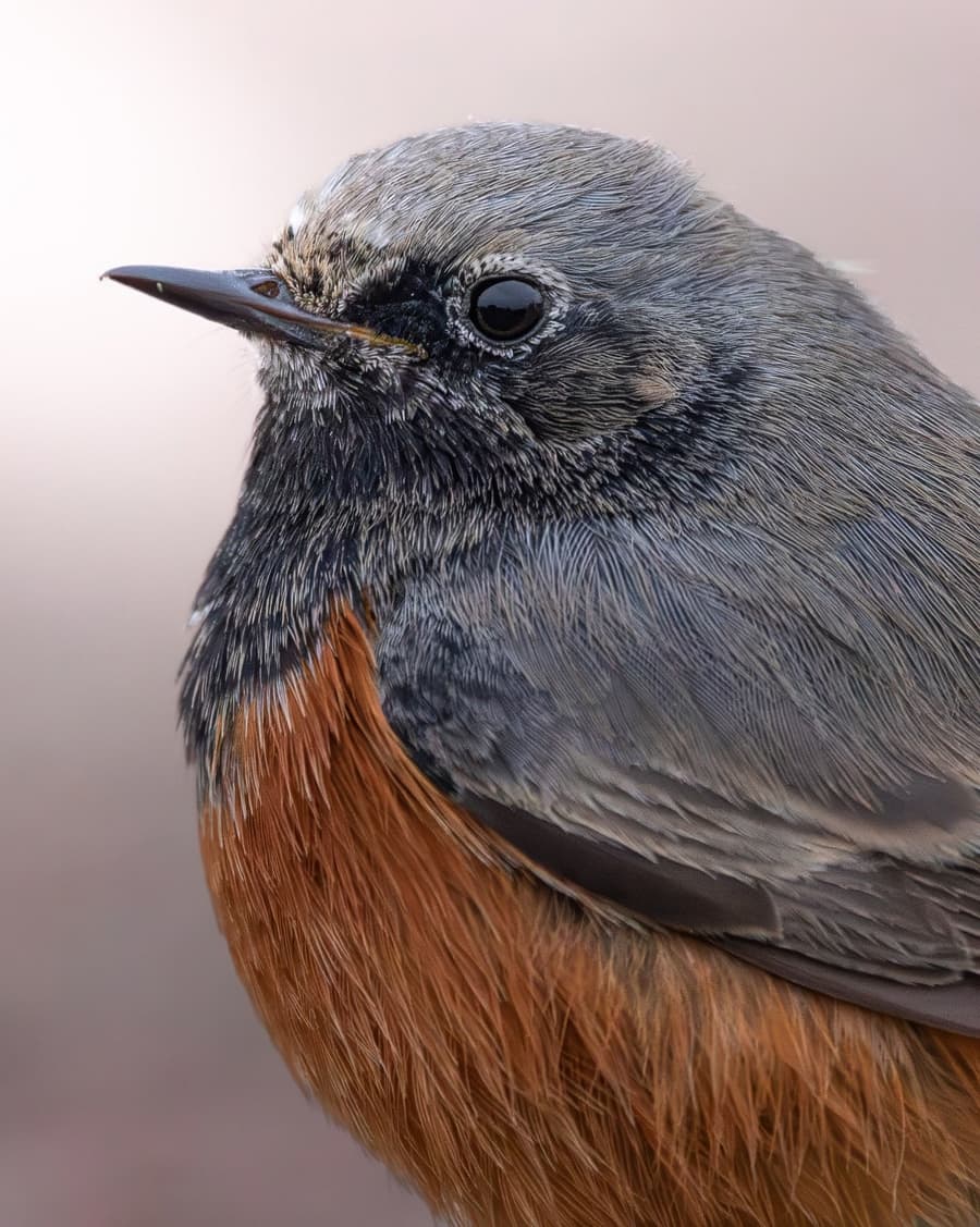 Understanding Bird Song vs. Bird Calls