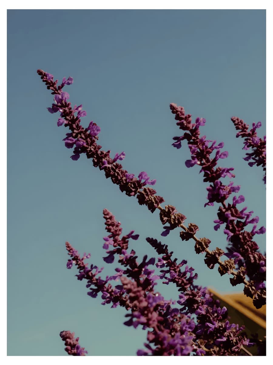 Salvia