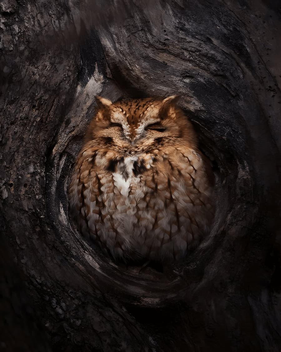 Screech Owl in a Tree Hollow