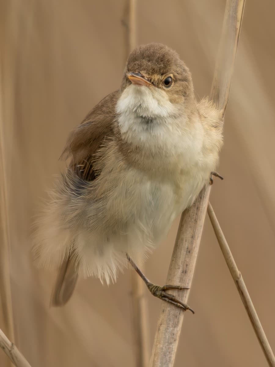 Soft Brown Songbird
