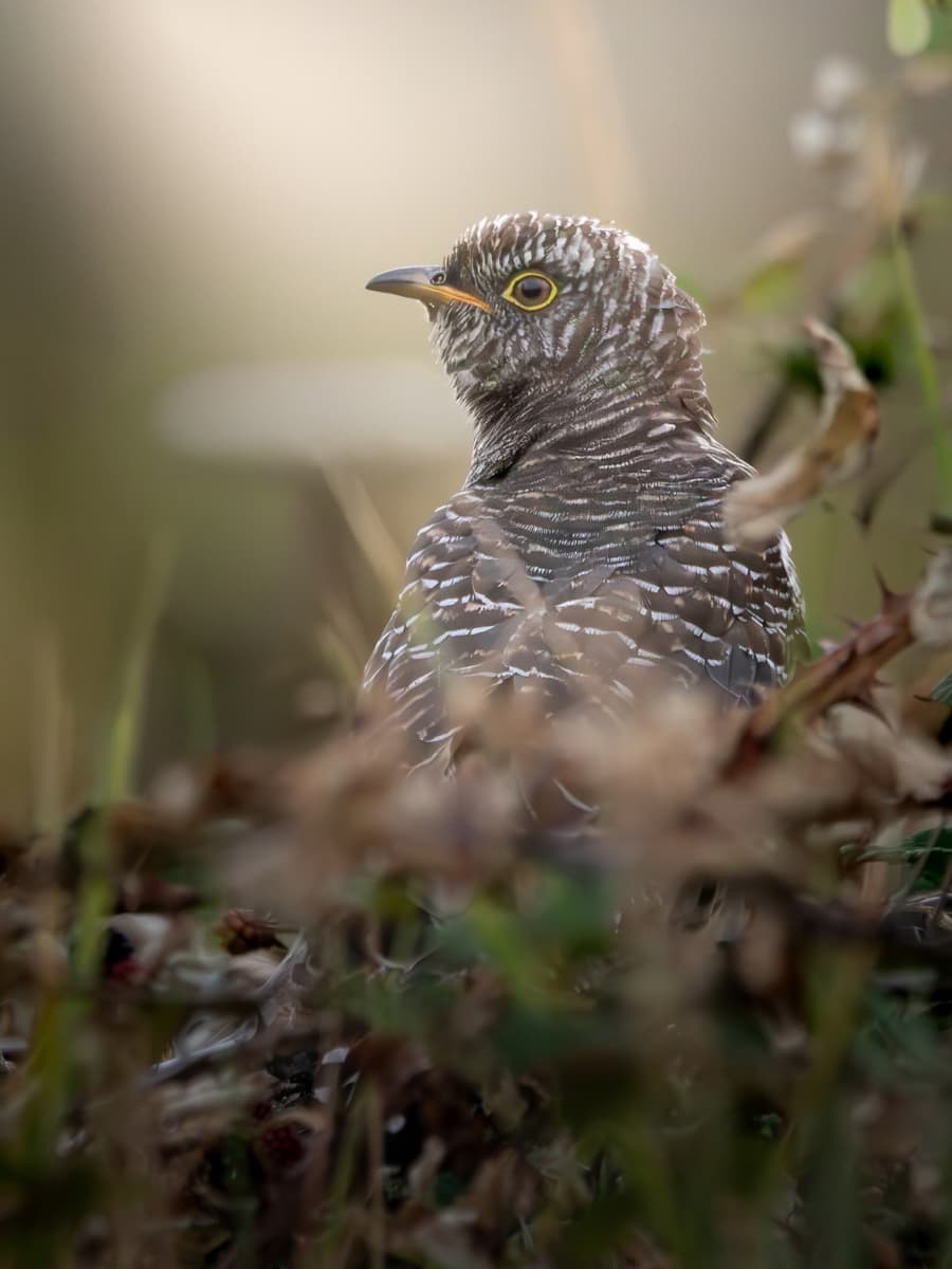 The Cuckoo's Trick: Nature's Most Famous Con Artist