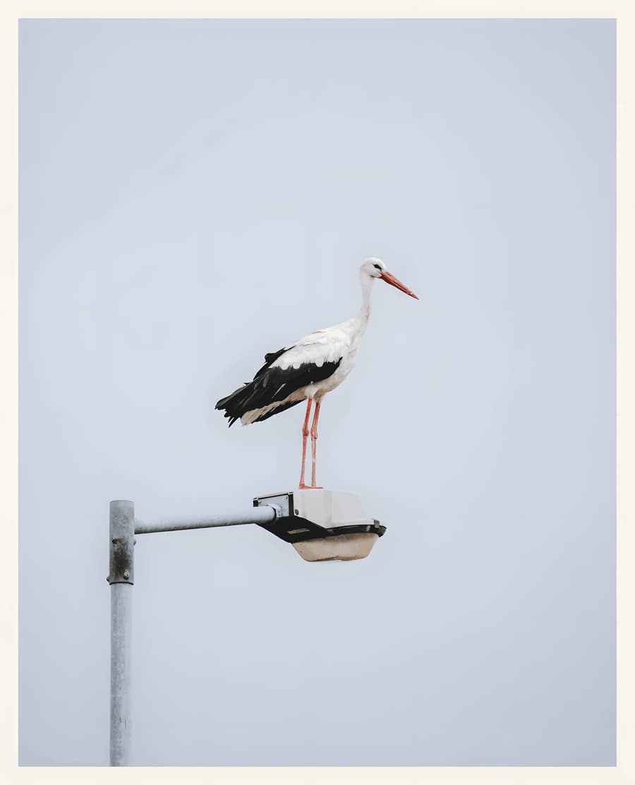 Stork on a Streetlight