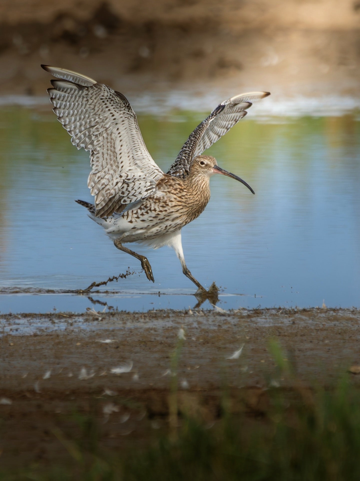 Why Digital Downloads: Sharing Wildlife Photography Differently