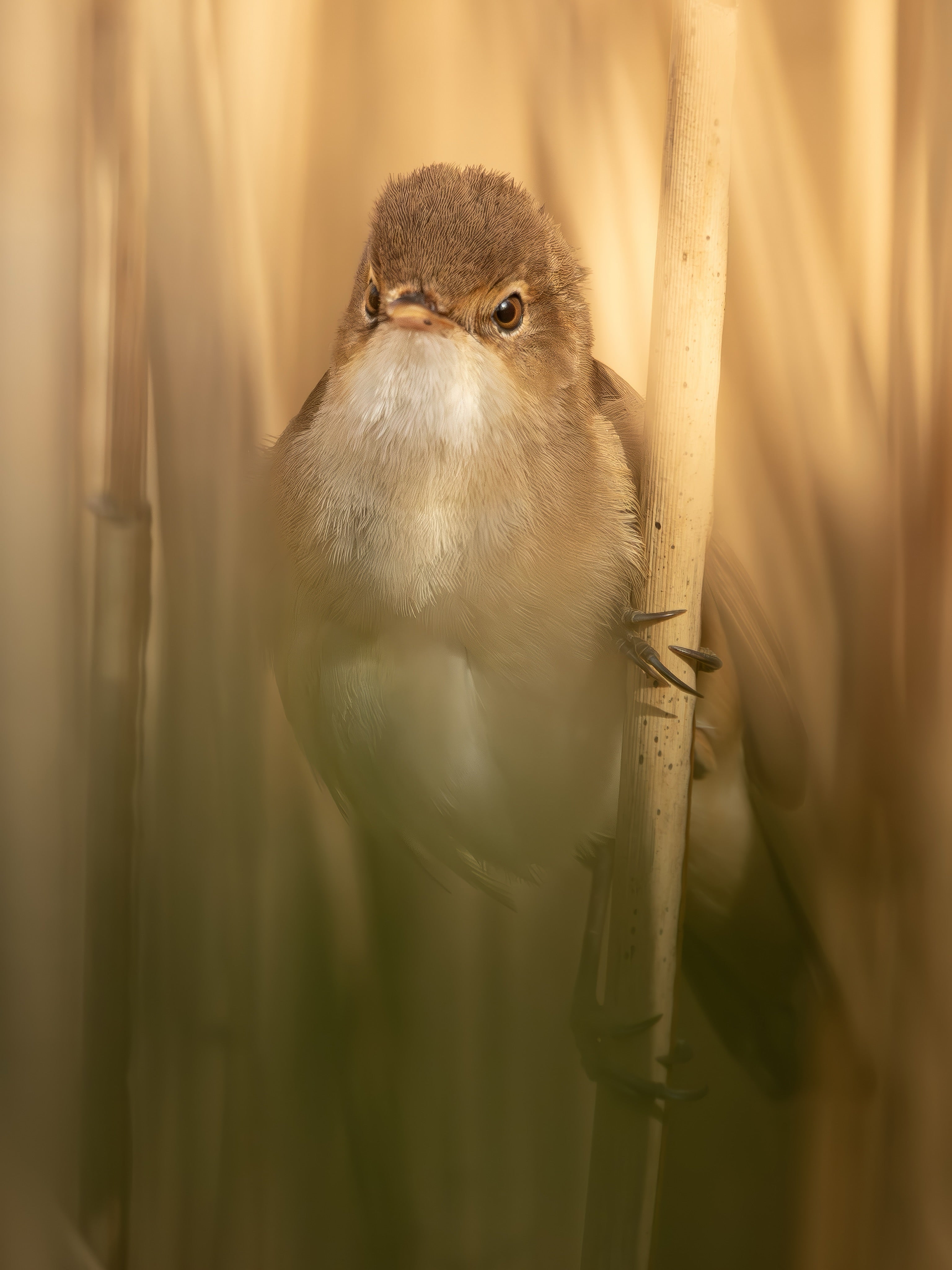 Cute Reed Warbler