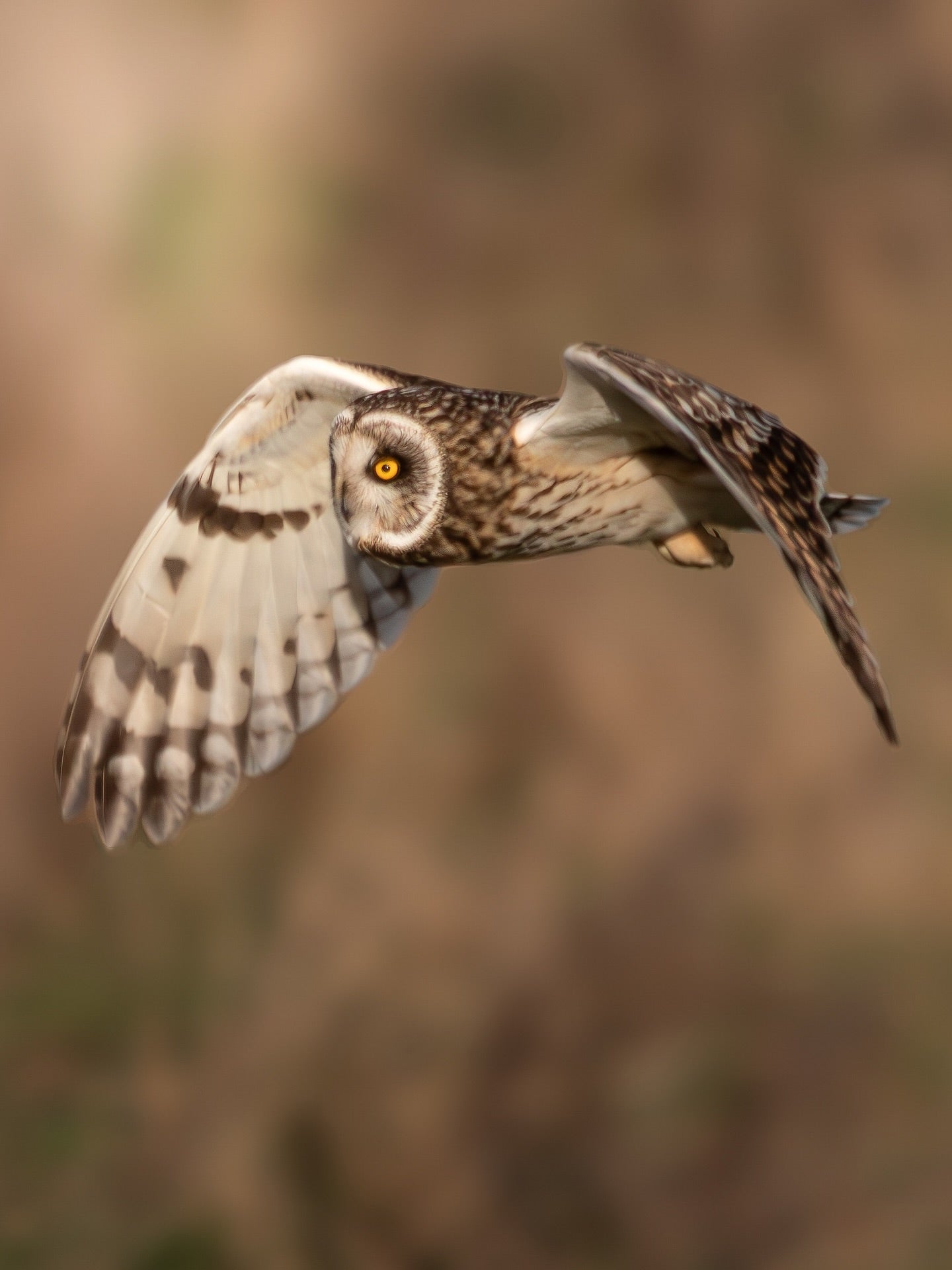 Flying Owl