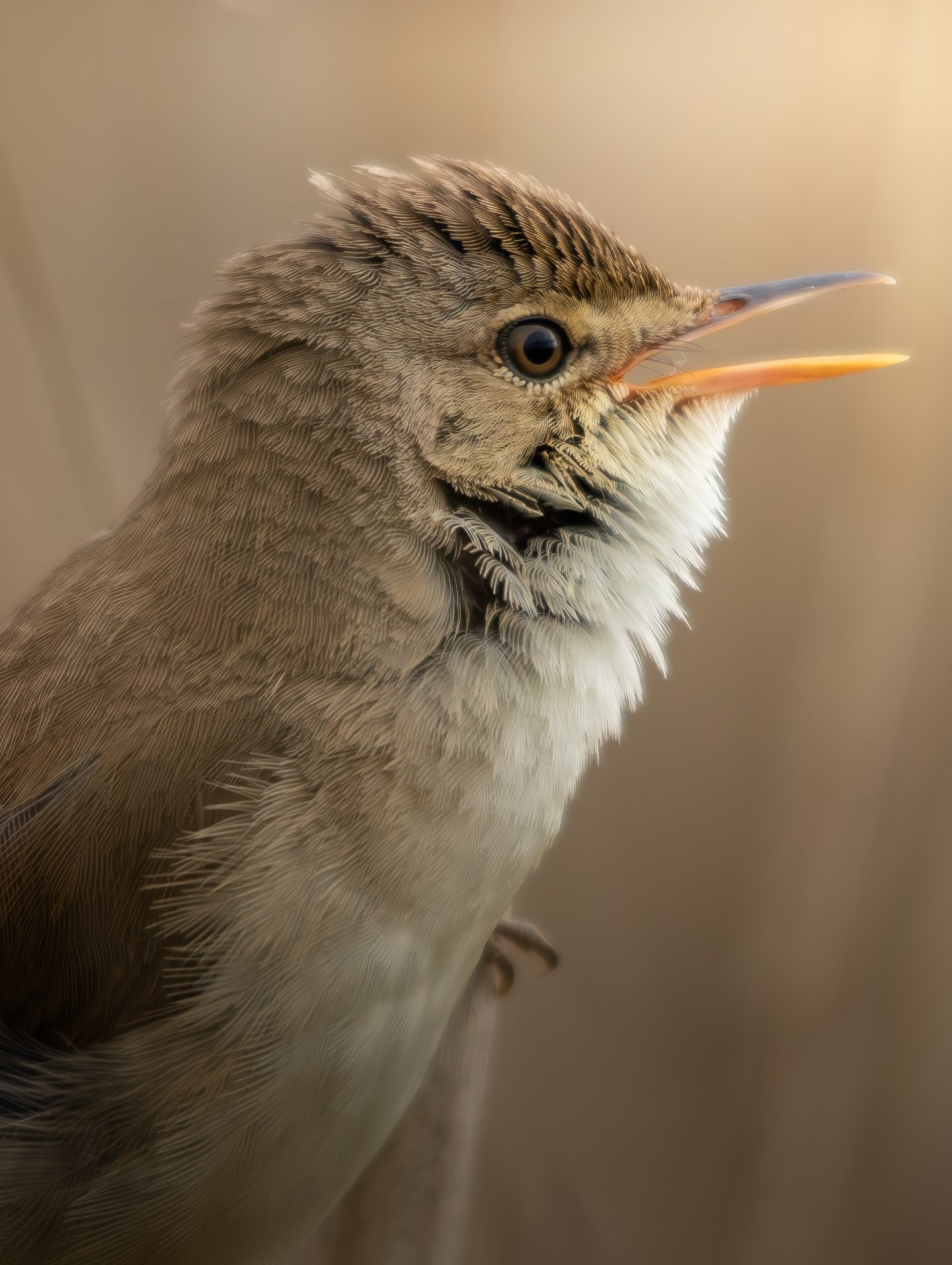 Golden Brown Songbird