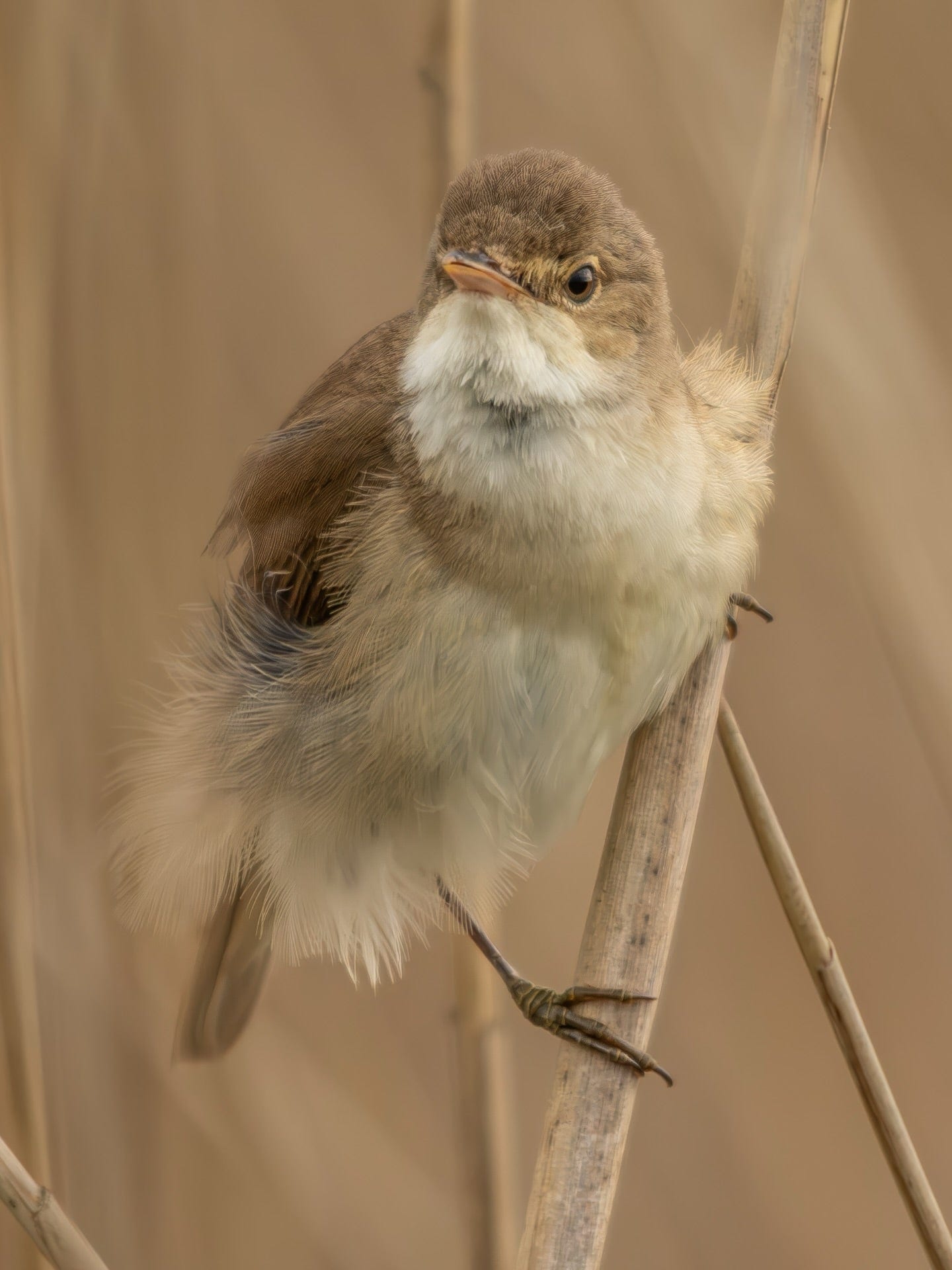 Soft Brown Songbird