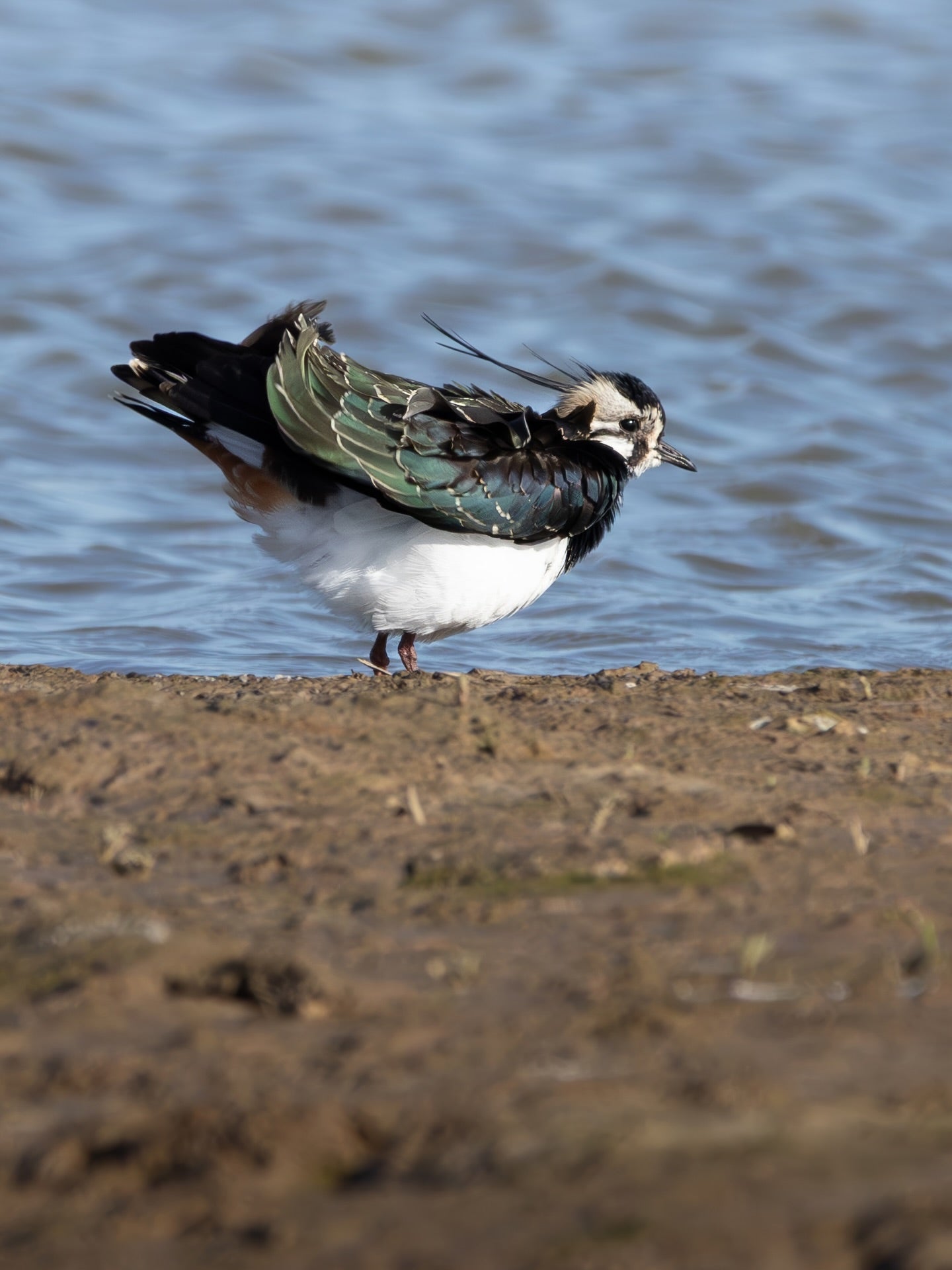 Northern Lapwing