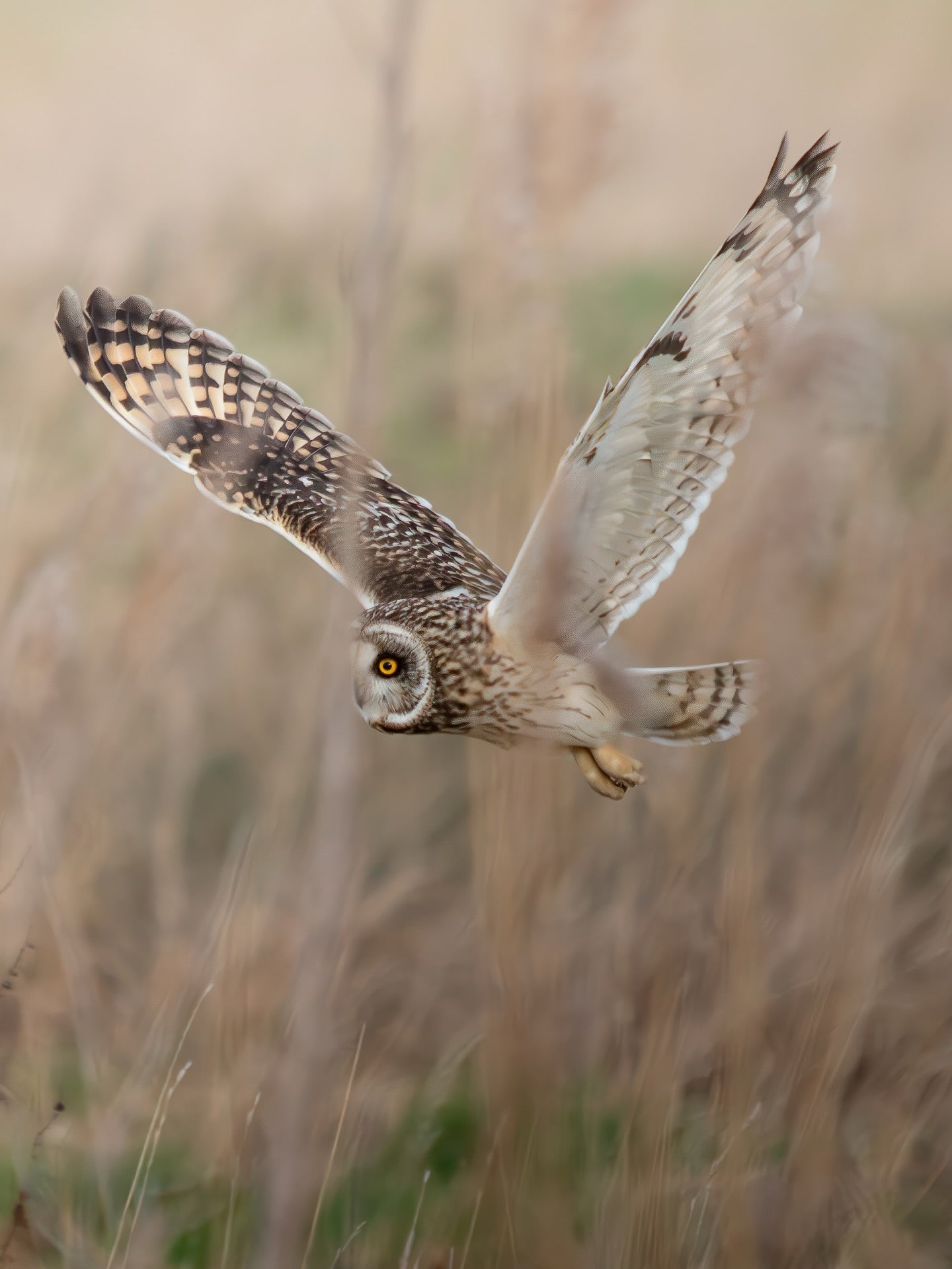 Short-eared owl in flight over a golden marsh