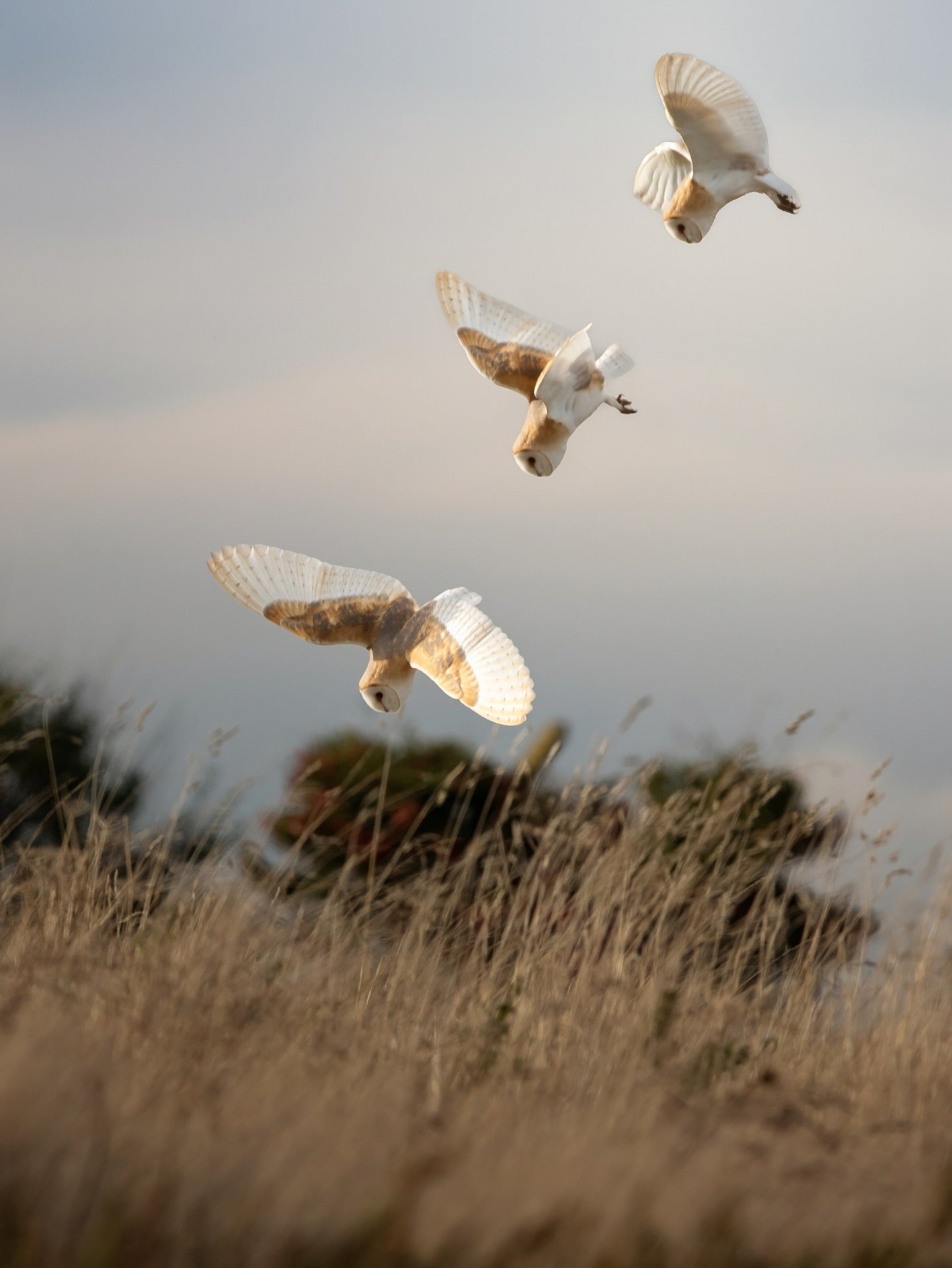 The Silent Hunters: Barn Owls and Short-Eared Owls